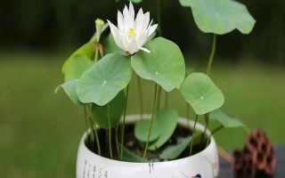 莲花的养殖方法，每天的晒光时长要超过7小时