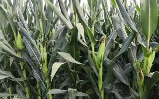 荃研2号玉米种子简介，适宜播期4月下旬至5月上旬