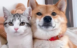 猫狗怎么感染钩虫，通常是通过粪口 、皮肤、胎盘和乳汁传播