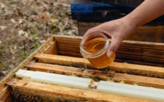 新收的蜜蜂不做巢的原因，可能是没有蜂王或缺少食物等