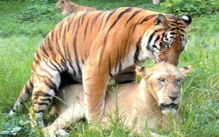 老虎的繁殖期，一般是11月份至翌年2月份左右