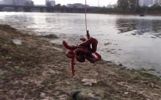 钓鱼挂蚯蚓的方法，常见以下3种方法