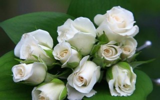 白玫瑰有什么含义，表示纯洁、浪漫、庄重与尊敬