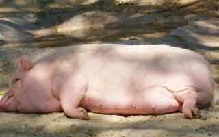 猪下崽会有什么表现，在产仔之前乳房会逐渐地膨大