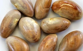 榴莲种子能不能种，种植前将种子放在清水中浸泡3-7天