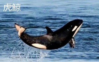 鲸鲨与虎鲸哪个更厉害，虎鲸的智商、嗜咬力、灵活度均要更高