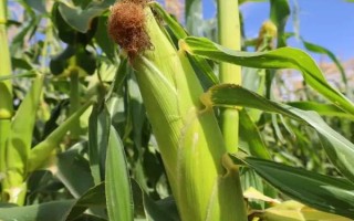 吉单56玉米种子特点，4月下旬至5月上旬播种