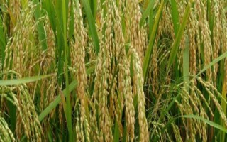 滇香紫1号(试验名称:滇香紫1号)水稻品种的特性,高抗白叶枯病
