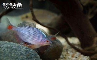 0.3号子线可以飞多重的鱼，能够直接提上2两的小鱼