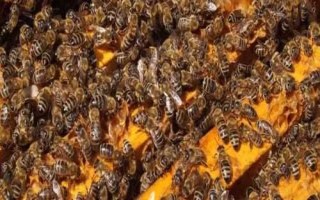 合并蜂群成功率最高的方法，间接合并的成功率最高