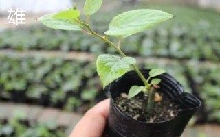 猕猴桃幼苗如何区分雌雄,可通过花蕾数量、芽眼状态等分辨