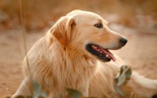 金毛犬和拉布拉多的区别,从外观、性情、服从性、运动量都不同