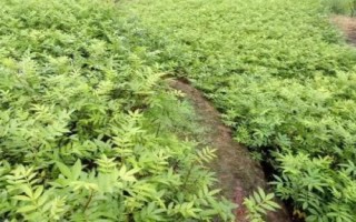 竹叶花椒苗的价格，产区不同价格不同