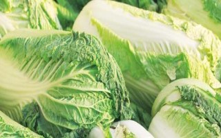 白菜腐烂的原因,根腐病、水腐、肥腐及虫害都会导致