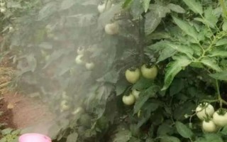 早春怎么培育番茄苗,用温水浸泡后再播种、出苗后注意控制温湿度