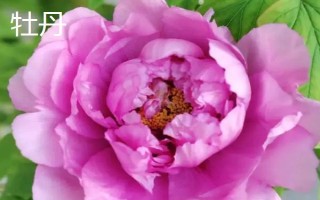 芍药是牡丹吗，二者是完全不同的植物