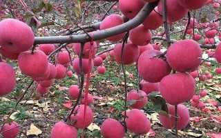 陕西洛川苹果怎么样，果型端正美观且色泽鲜亮