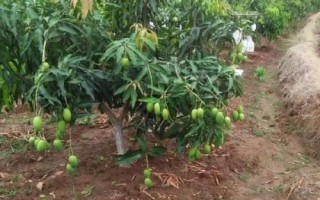 芒果栽种要点，开花期要提供充足的水分