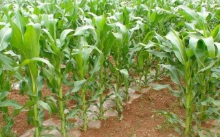 润嘉310玉米种子特点，适宜密度为4000株/亩左右