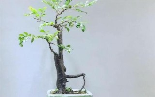 小叶紫檀是否怕冻，温度长期低于10℃会被冻死