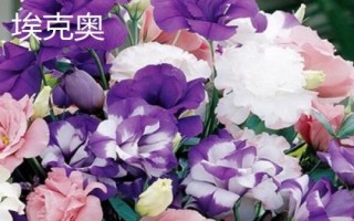 常见的洋桔梗品种介绍,品种众多各具特色