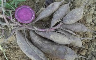 紫薯和红薯的区别，前者味甜较贵、后者甜味淡较便宜
