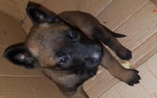 马犬怎么饲养,不同年龄阶段的饲养方法不同