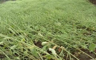 油菜为什么会僵苗，是受到干旱渍害、缺肥、病虫害等因素的影响