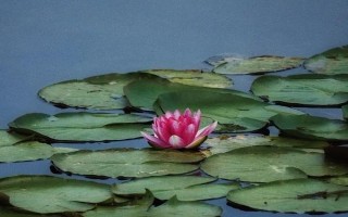 睡莲能不能完全水养,可以水培但要用碎石固定根系