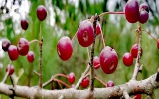 山丁子的特点，是园林绿化中重要的观赏品种