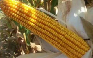 新农001玉米品种的特性,密度5000—5500株/亩