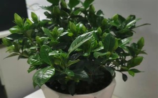 栀子花不开花的原因，主要是湿度过低、光照不足、施肥不当引起