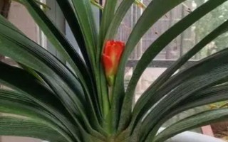 君子兰夹箭要遮光多少天，要为其进行7天左右的遮光处理