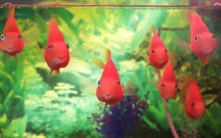 养鱼可以用什么水，井水、江河湖水、泉水都可以