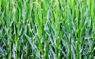 雷单1号玉米种子特点,中抗茎腐病