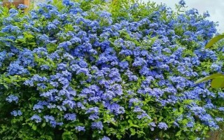 蓝雪花的花语,寓意冷淡、忧郁等