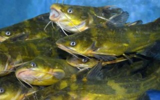 昂刺鱼身上的黄色粘液有没有害，可食用而且能够入药