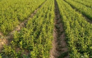 种植白术怎么管理，整个生育期要中耕除草3-4次