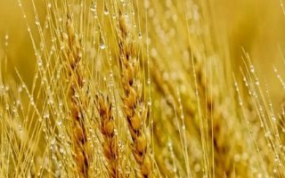 联邦2号小麦种简介，每亩适宜基本苗18～22万