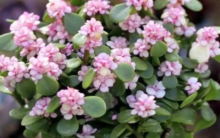 摆放金枝玉叶的禁忌，不能放在水气或阴气过重、容易受到暴晒的环境中