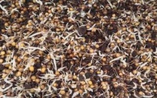 如何提高黄精种子的发芽率，一般需10月下旬采种