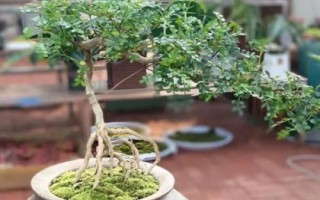 清香木怎么养殖,春秋季节皆可扦插