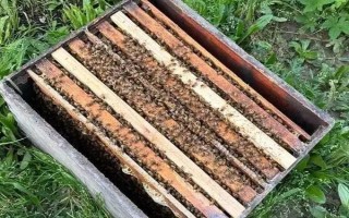 新收的蜜蜂不做巢的原因，可能是没有蜂王或缺少食物等