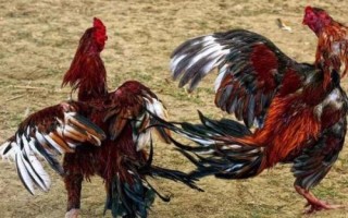 智利斗鸡什么时间养殖好,秋季养殖为佳