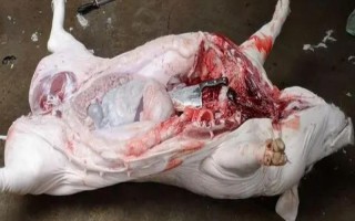 200斤猪能得到多少斤肉，可以杀出144-160斤肉