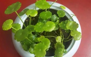 铜钱草没有根能不能活，没有根也是可以成活