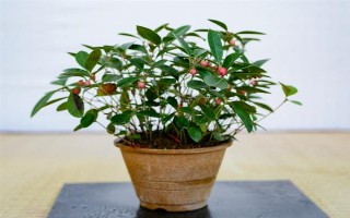 金玉满堂的寓意，寓意吉祥富贵、家丁兴旺等