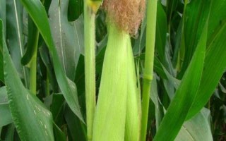 鑫丰盛9906玉米种子特征特性，适宜播期4月下旬至5月上旬
