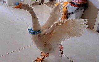 鹅能当宠物养吗，鹅可以当宠物养