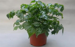 让幸福树安全过冬的方法，可将室温保持在10℃左右